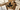 Drafting tools and botanical sketches on a wooden table