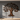 Large iron tree of life sculpture mounted on a dark charcoal wall, morning light casting intricate shadows