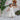 Charming child dressed as a fairy with whimsical background, including peacock and bird decor, creating a magical scene.