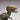 Detailed close-up of a realistic dinosaur toy figurine with open mouth and intricate texture.